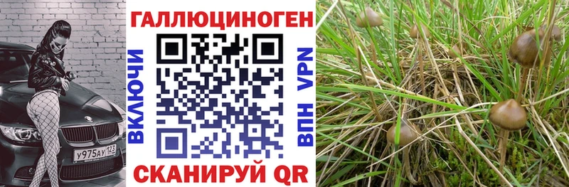Галлюциногенные грибы мухоморы дарк нет как зайти Тверь